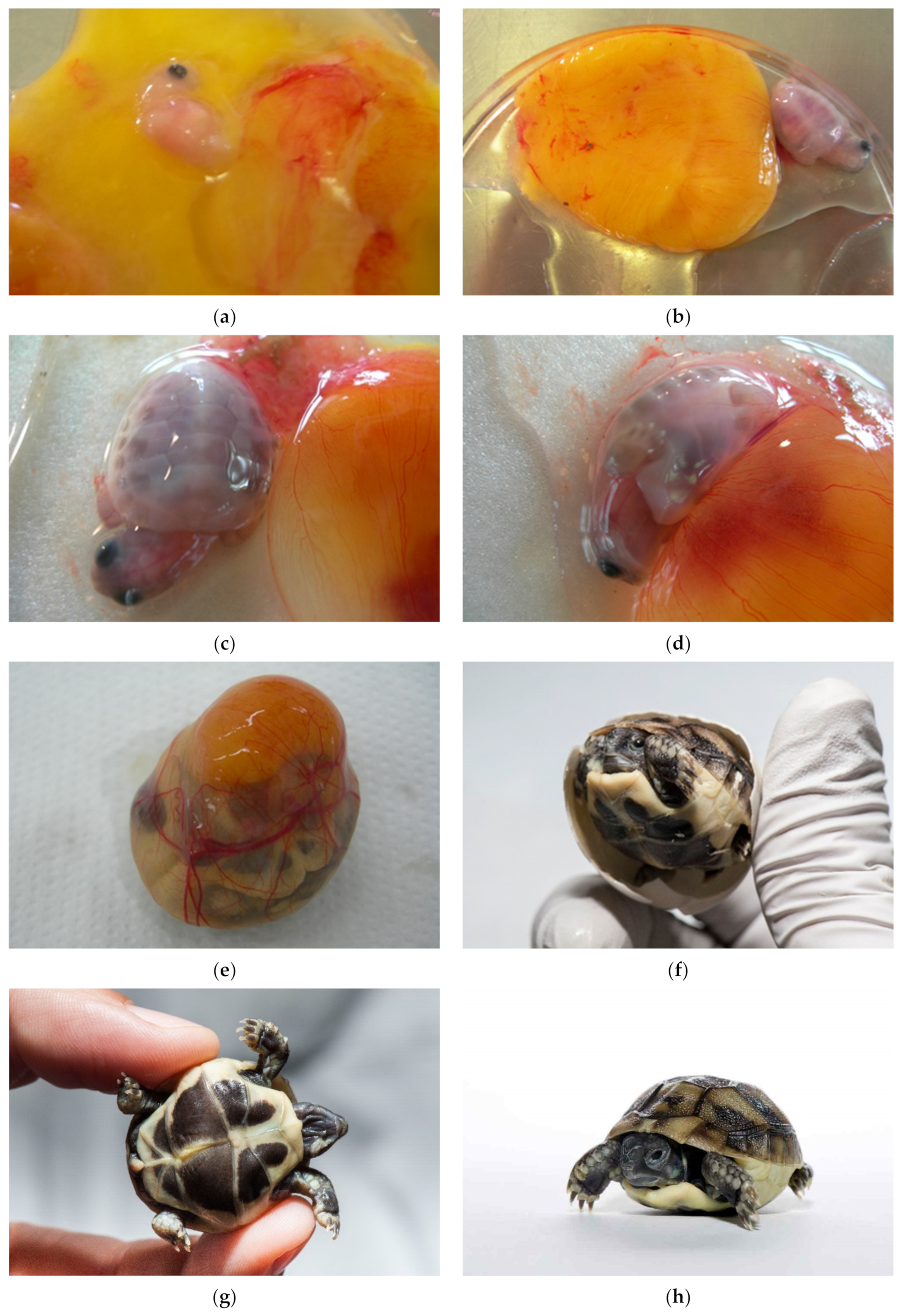 Animals 11 00478 g020