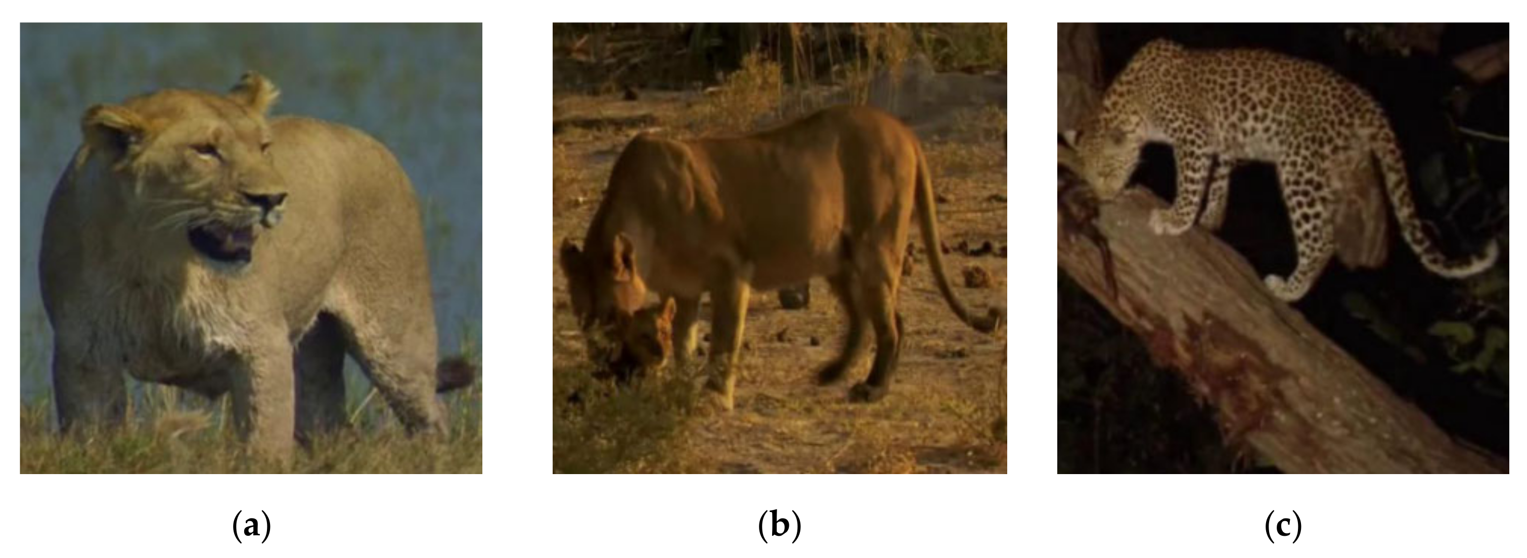 Animals 11 00485 g001 Animals 11 00485 g001