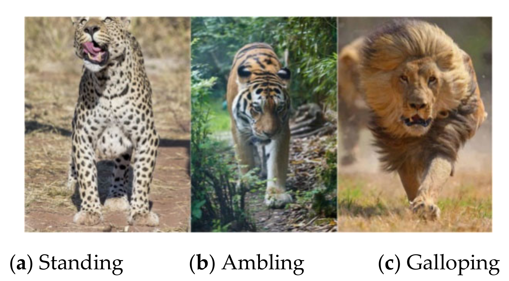 Animals 11 00485 g006 Animals 11 00485 g006