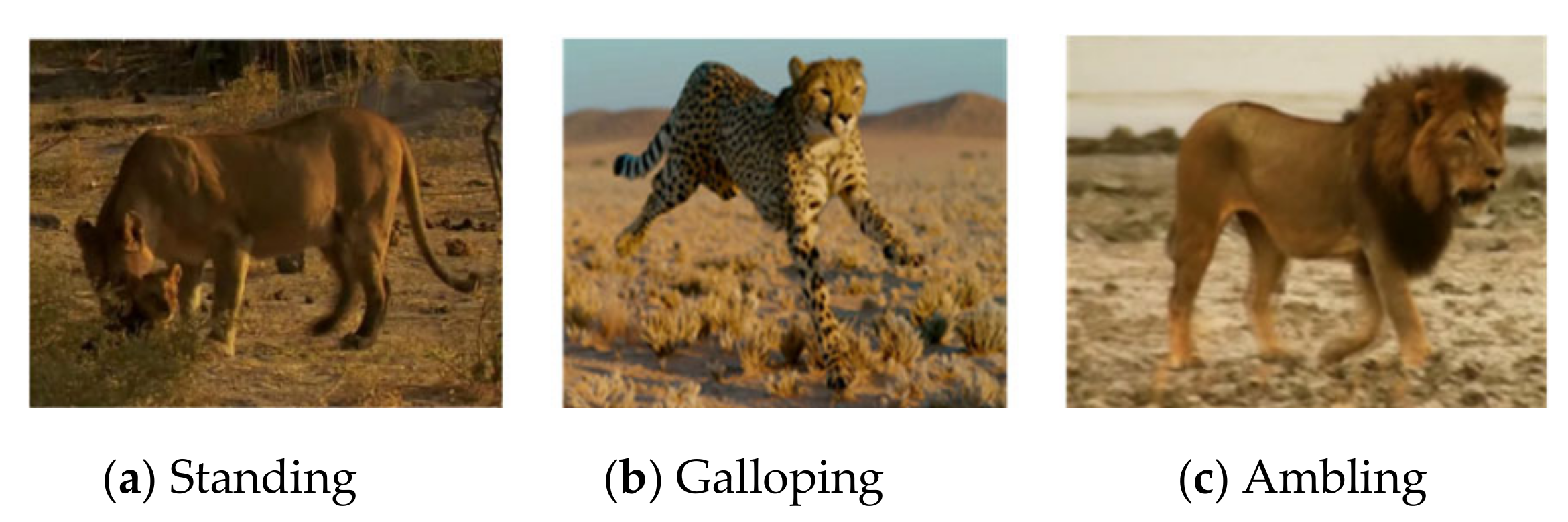 Animals 11 00485 g008 Animals 11 00485 g008