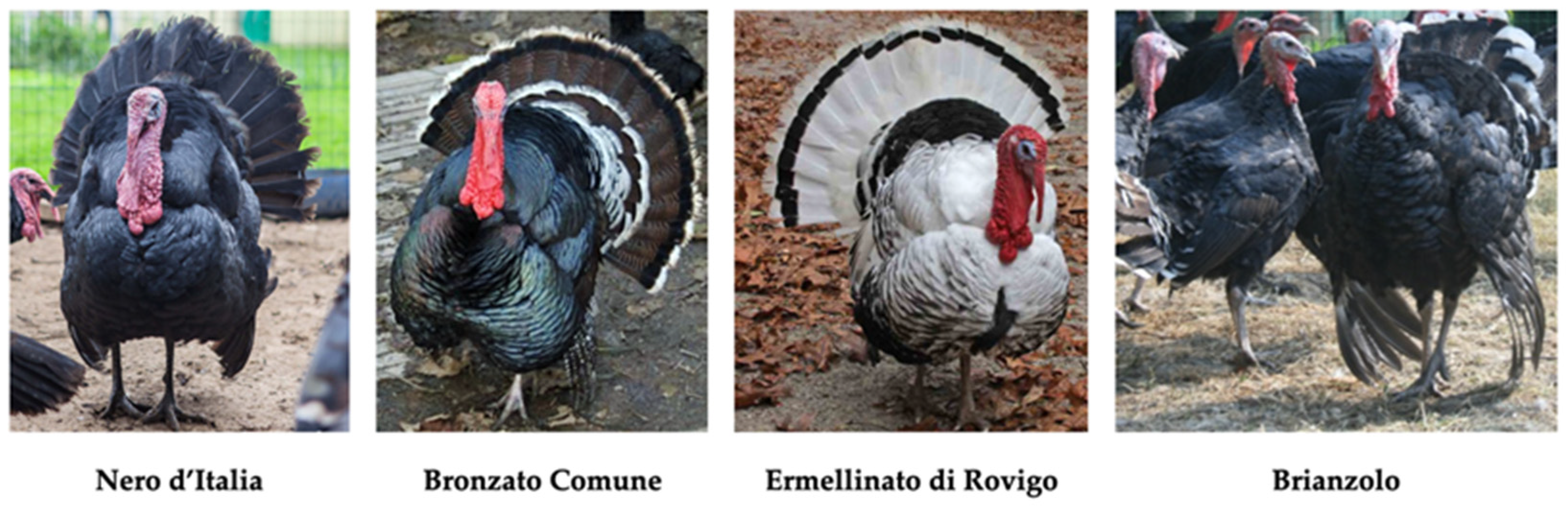 Animals 11 00490 g003