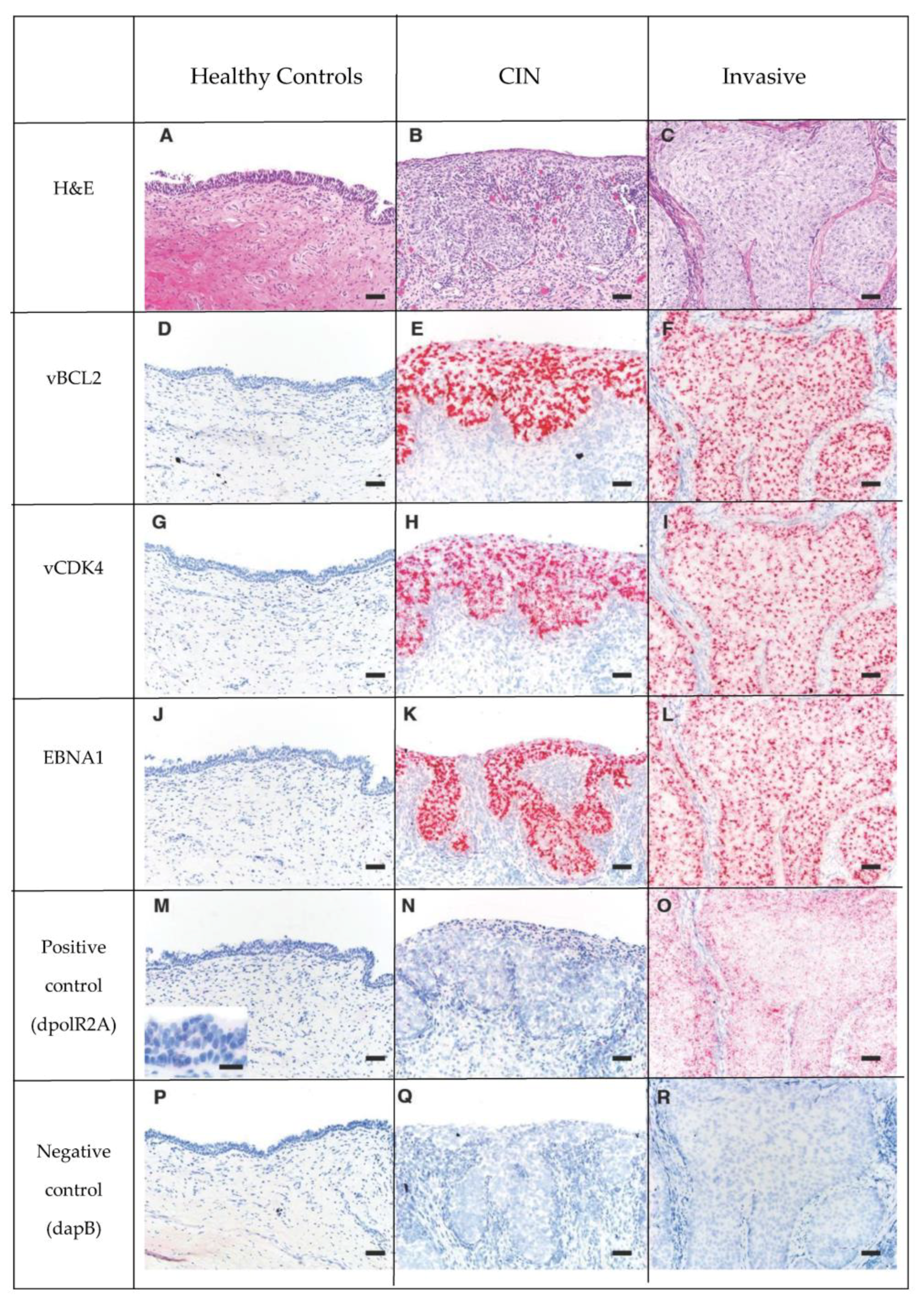 Animals 11 00491 g003