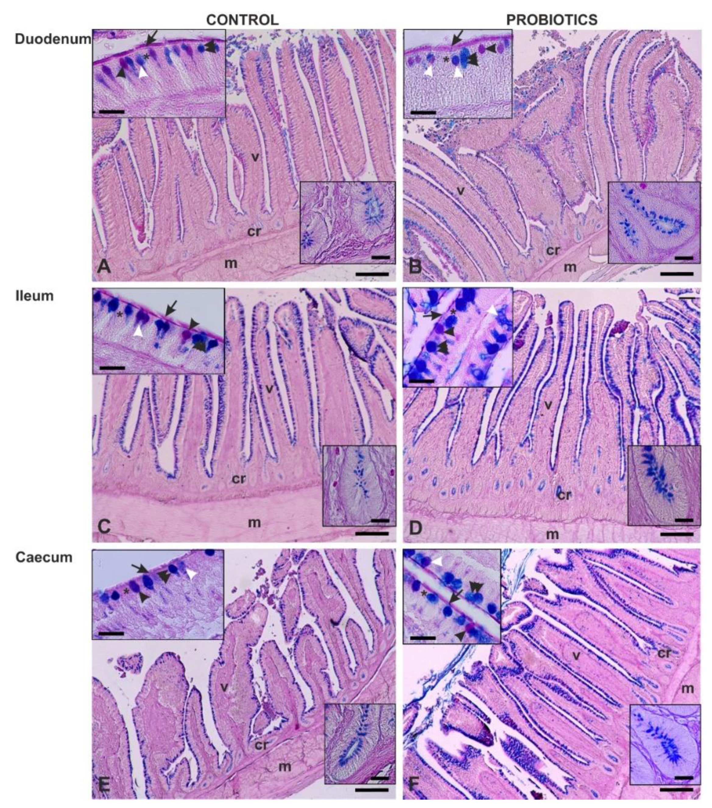 Animals 11 00495 g002