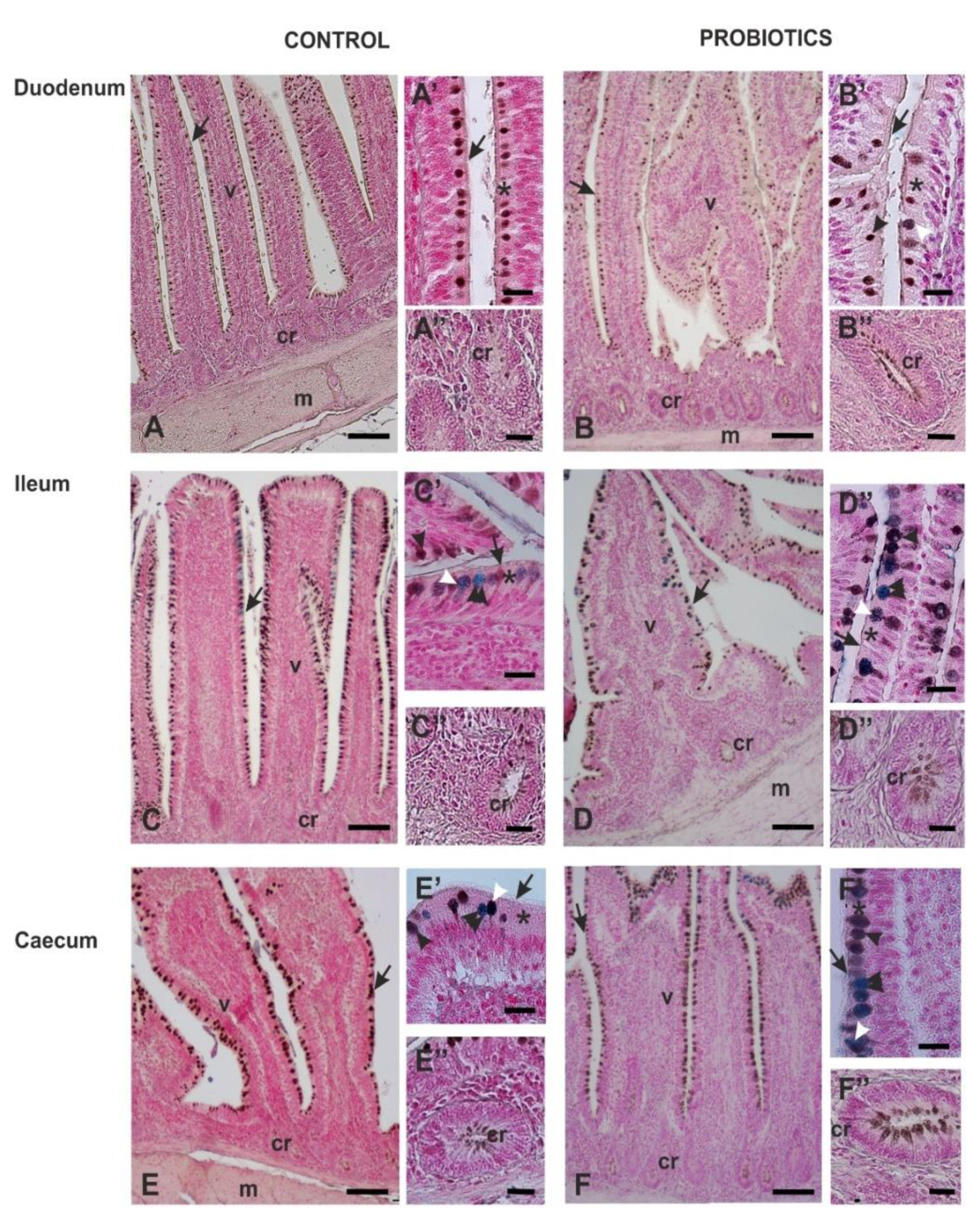 Animals 11 00495 g004