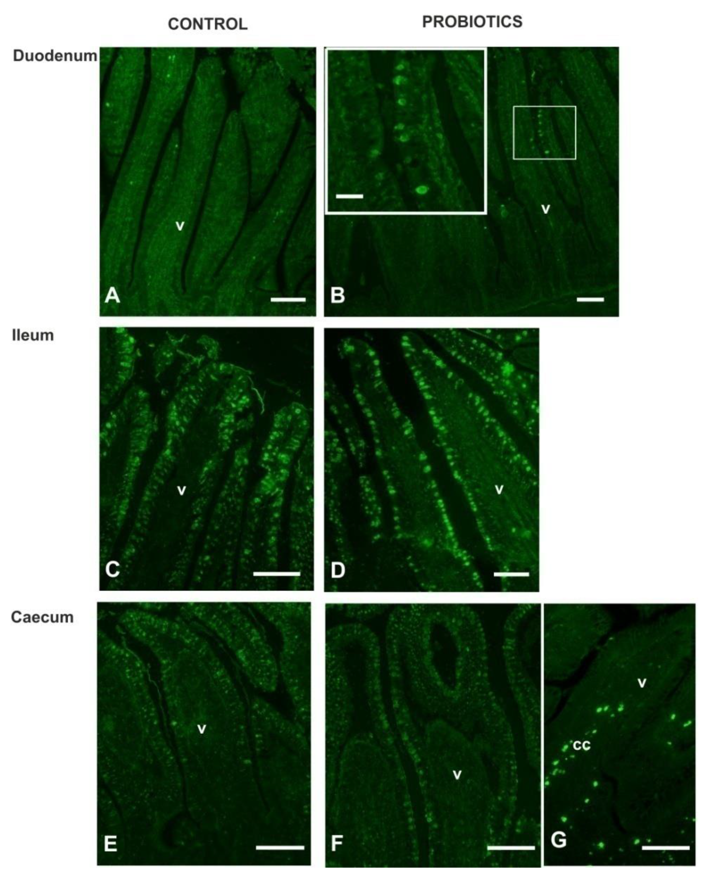Animals 11 00495 g008