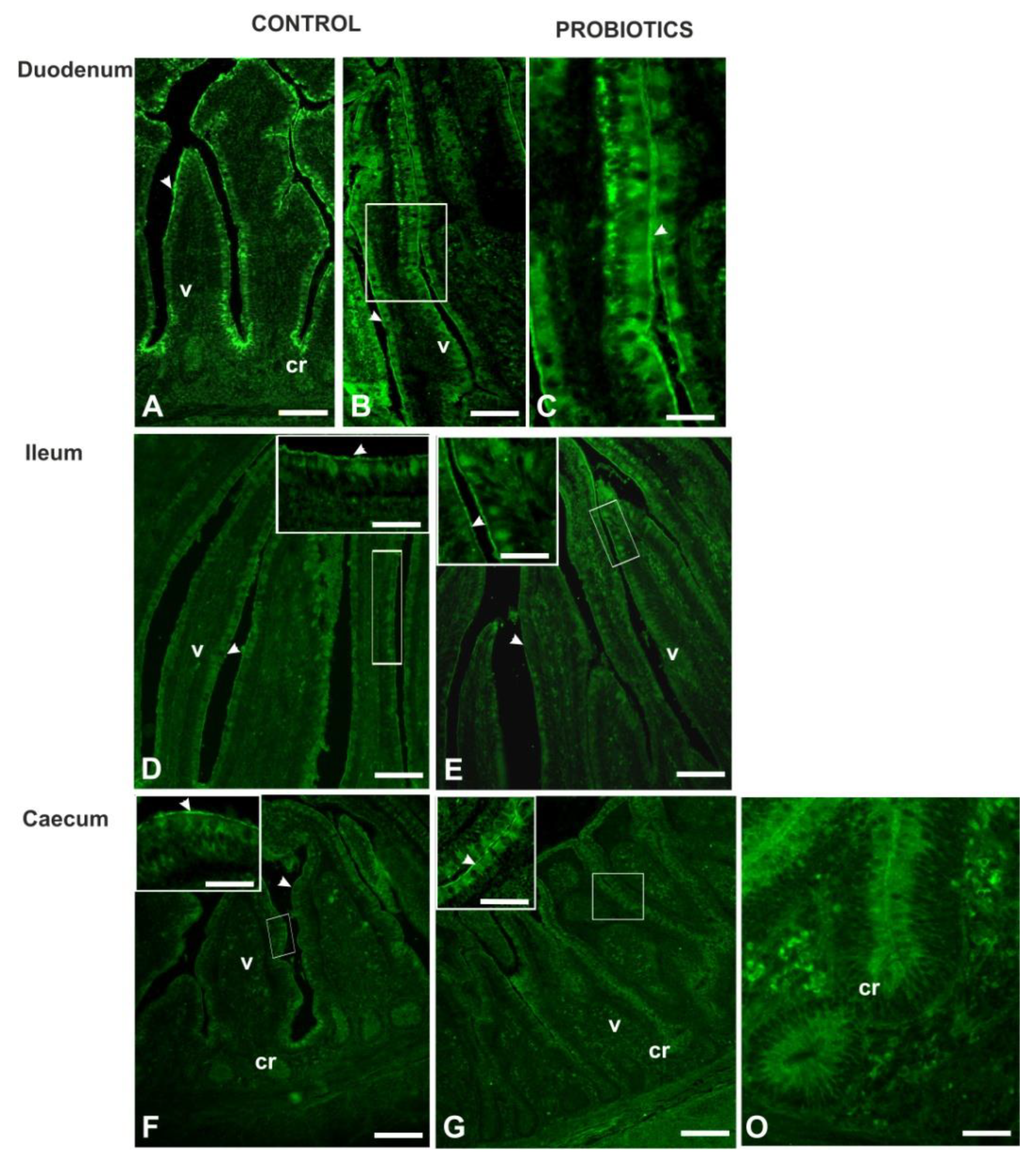 Animals 11 00495 g010