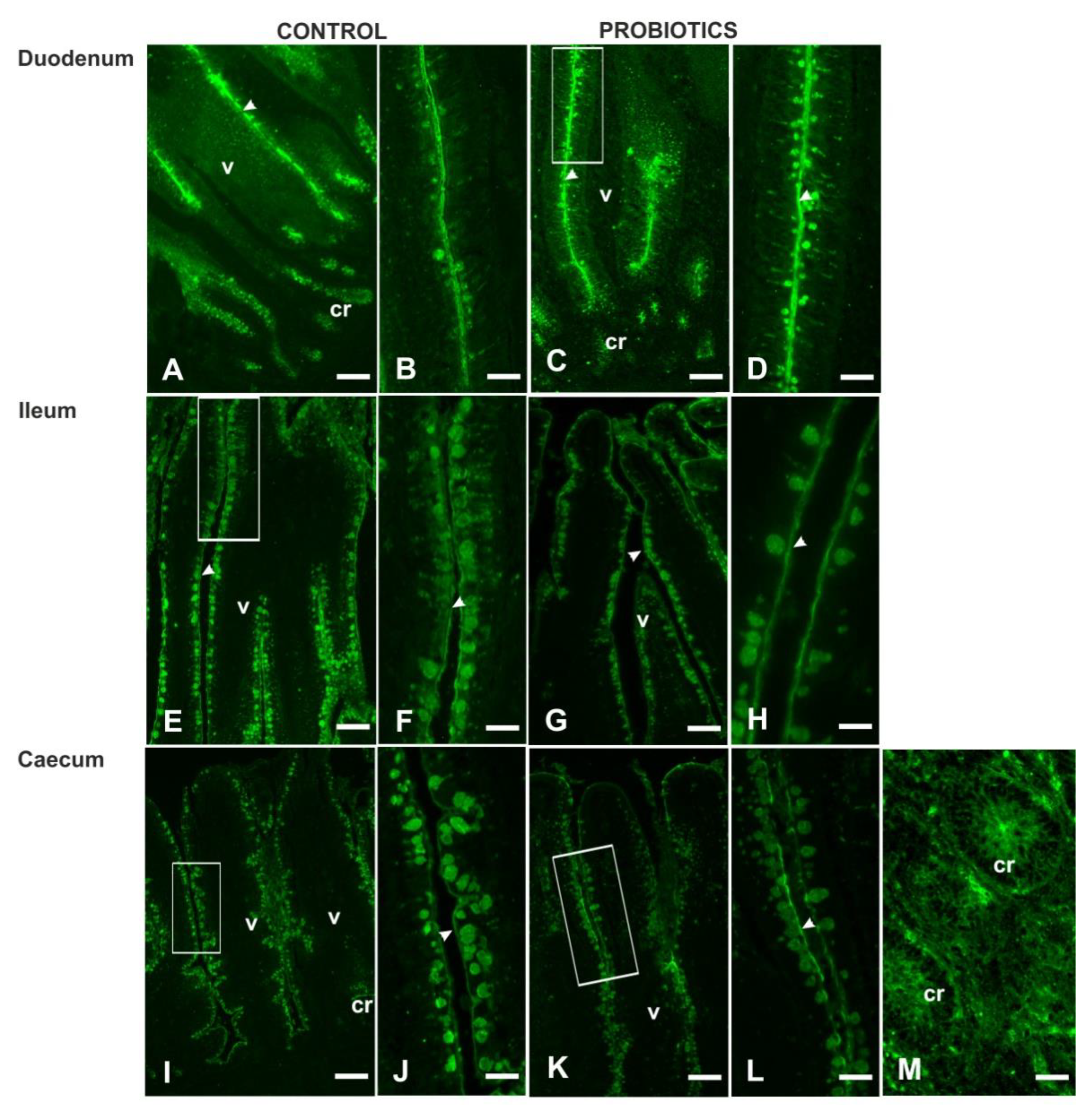 Animals Free Full Text Modulation Of Morphology And Glycan Composition Of Mucins In Farmed Guinea Fowl Numida Meleagris Intestine By The Multi Strain Probiotic Slab51 Html