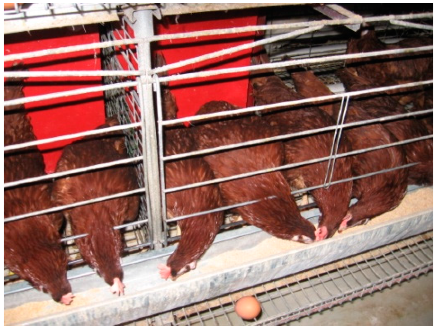 Animals 11 00500 g003 Animals 11 00500 g003