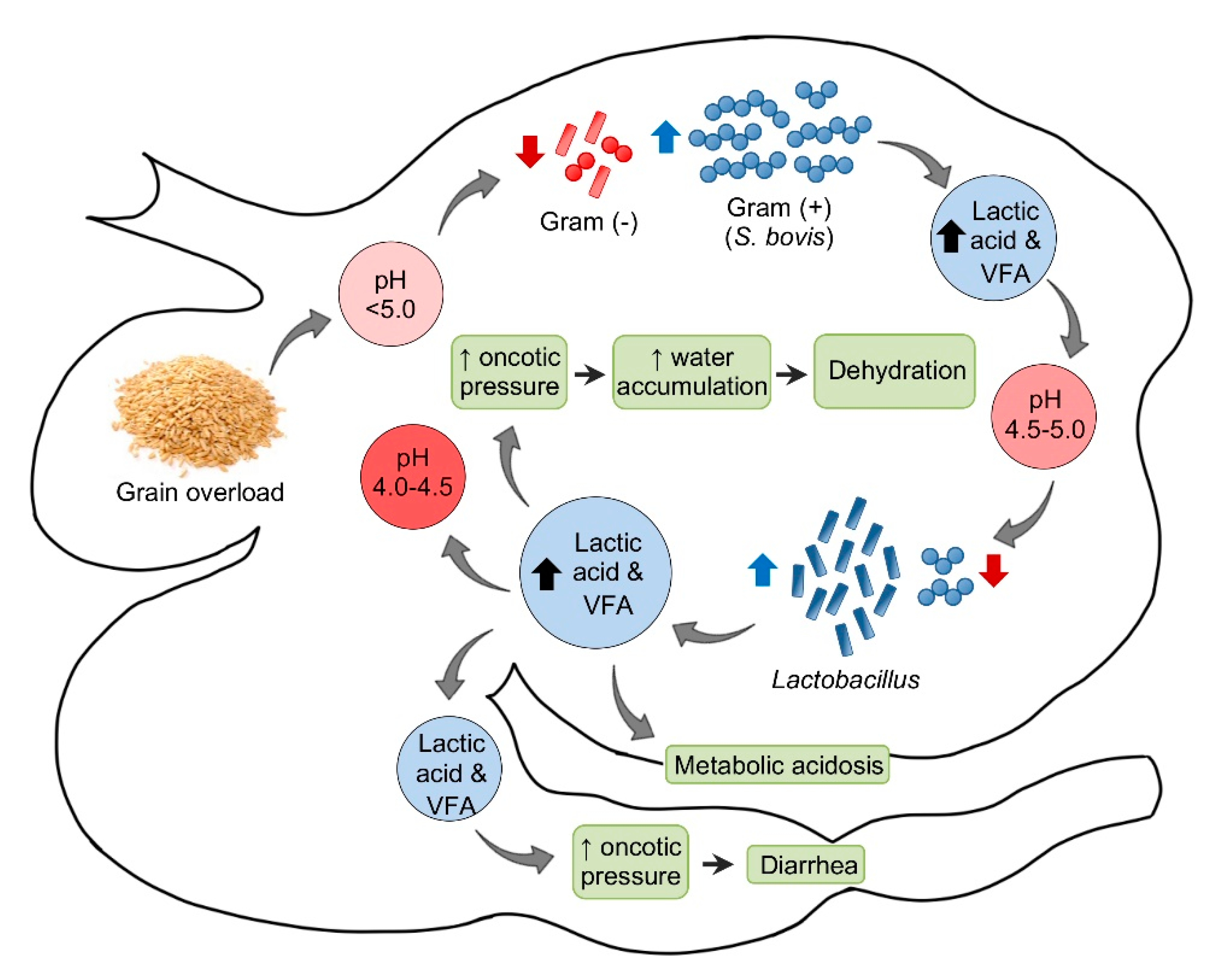 Forum sebaceous prominence Questions about
