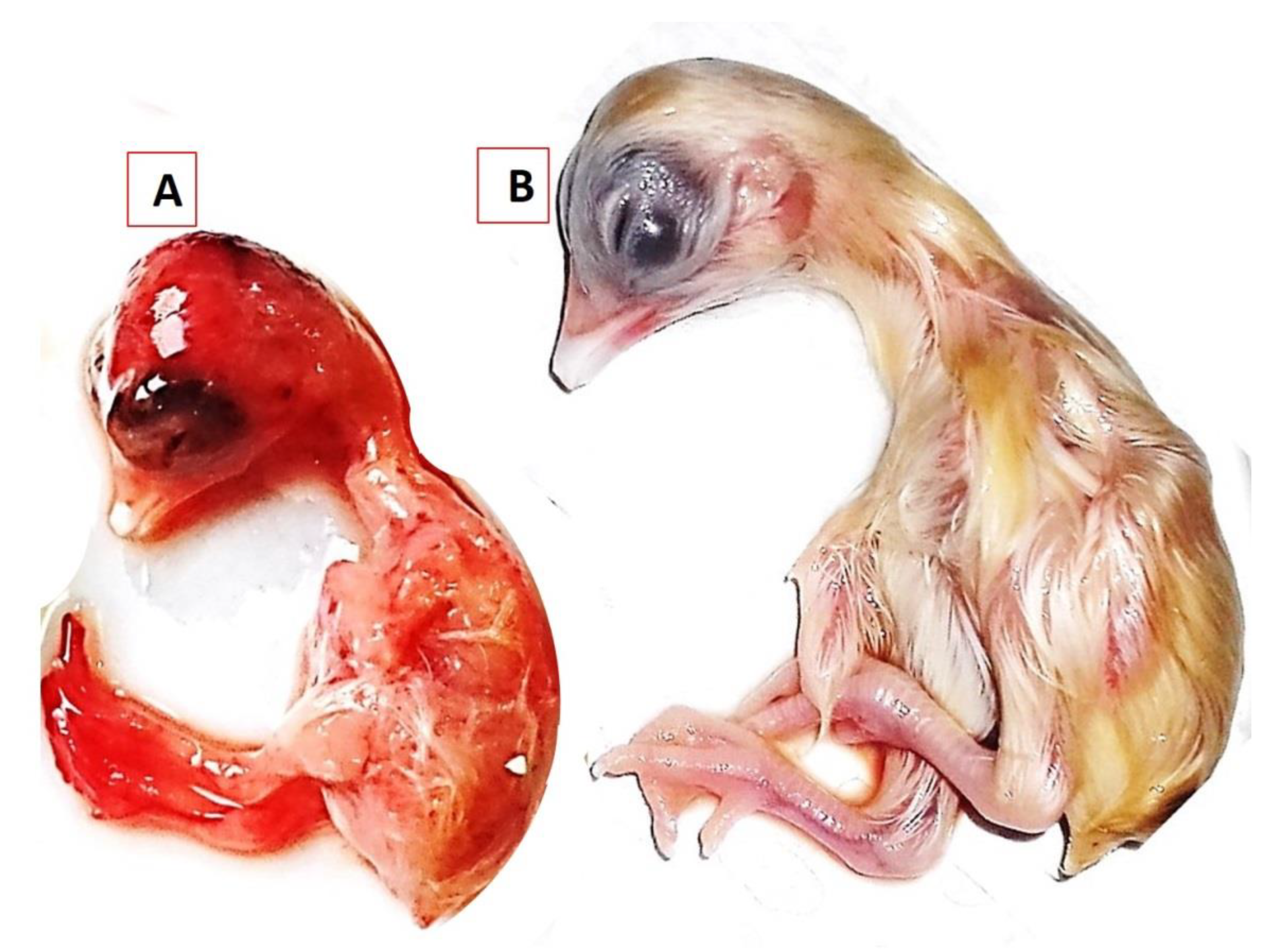 Animals 11 00505 g005