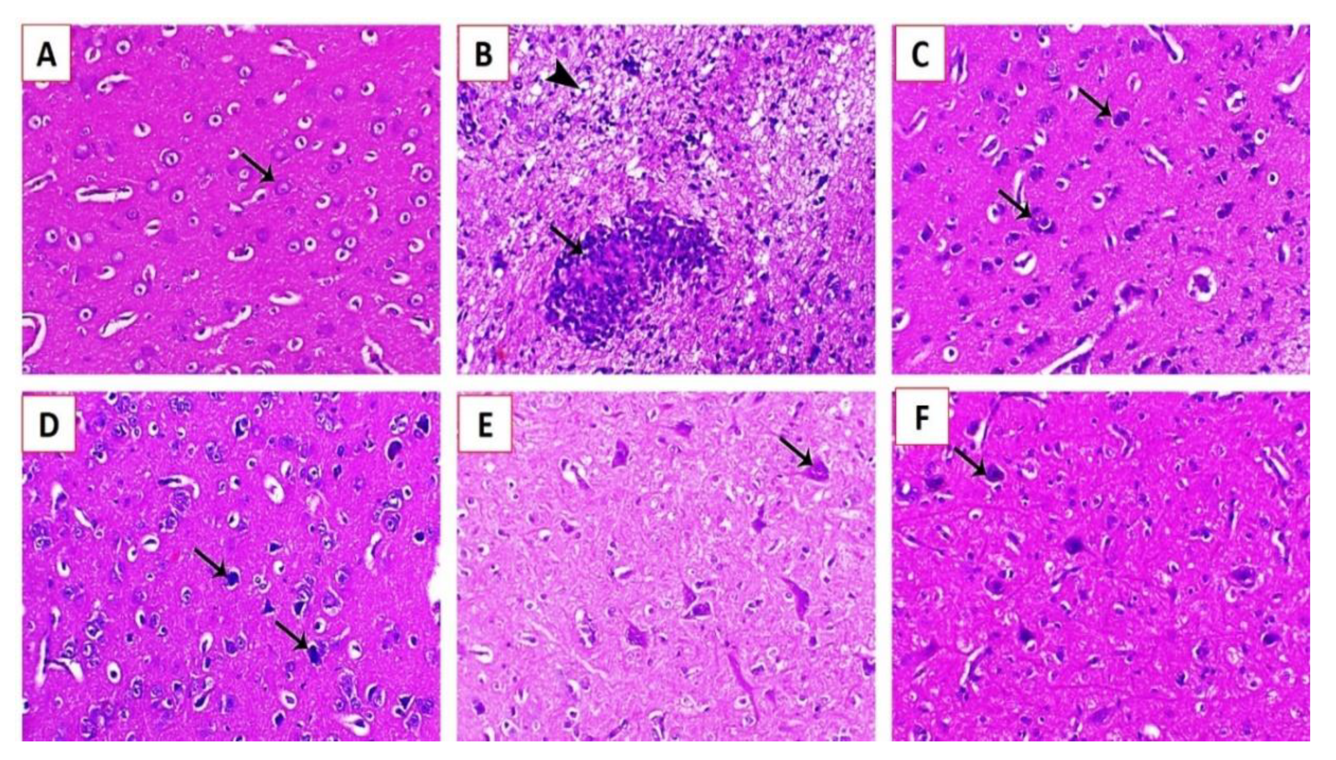 Animals 11 00505 g008