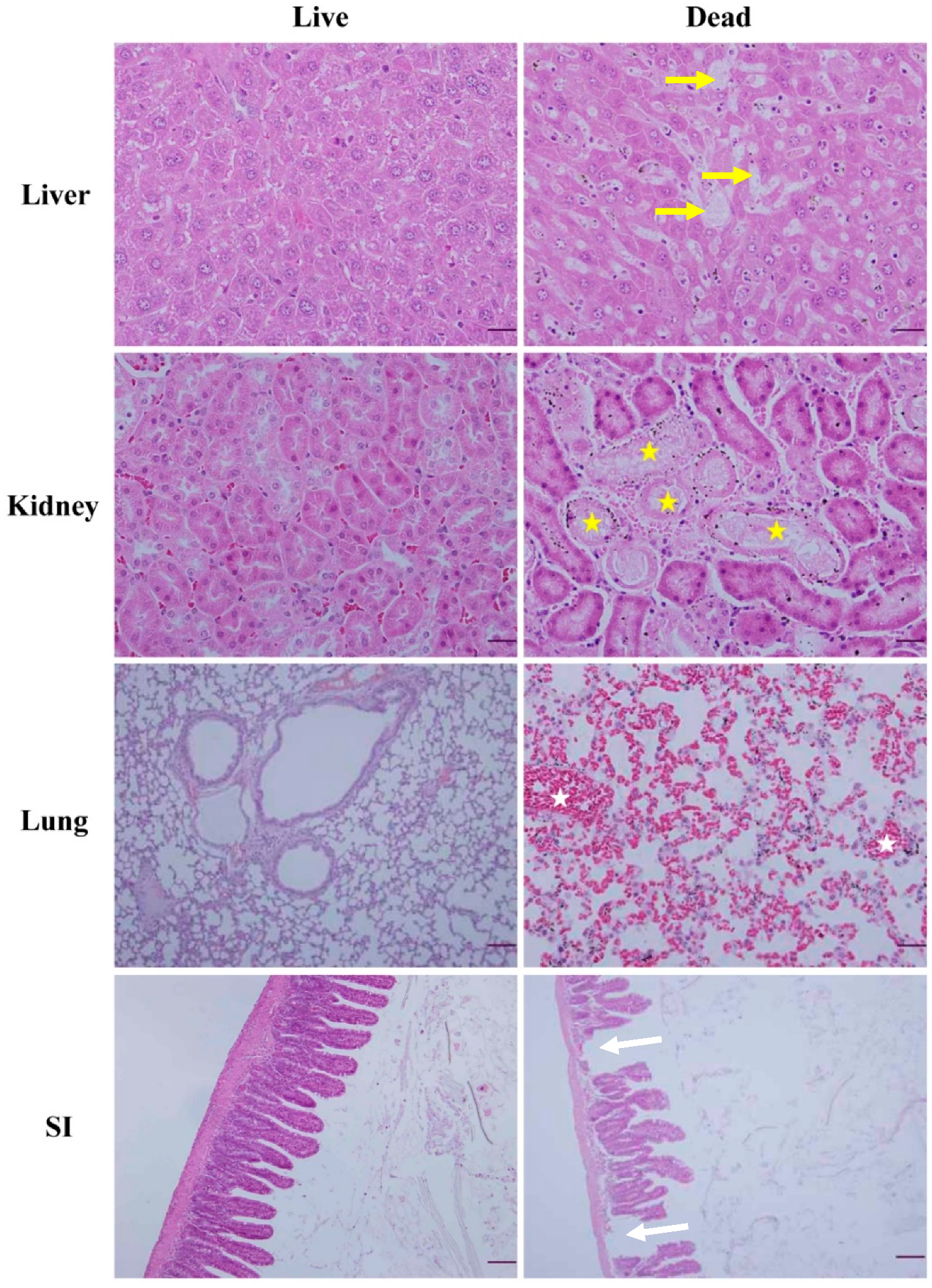 Animals 11 00508 g003 Animals 11 00508 g003