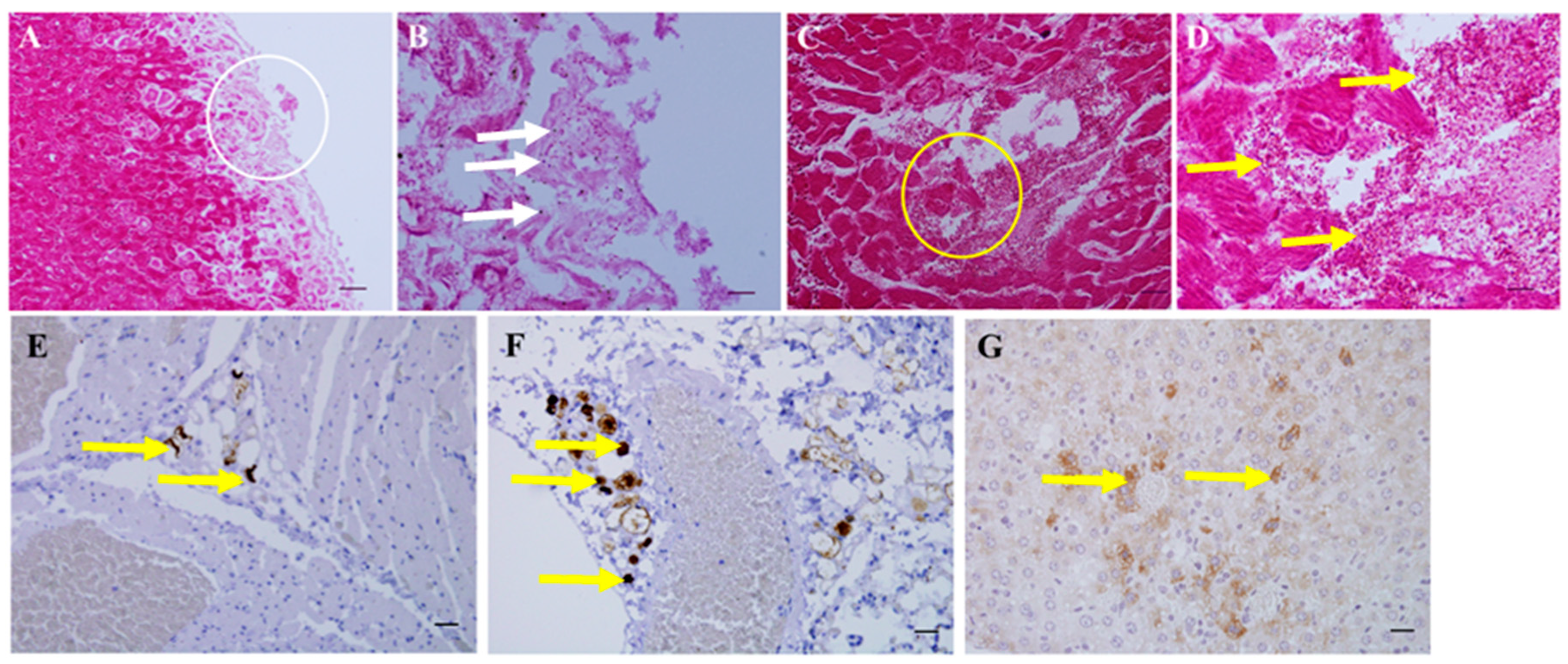 Animals 11 00508 g004 Animals 11 00508 g004