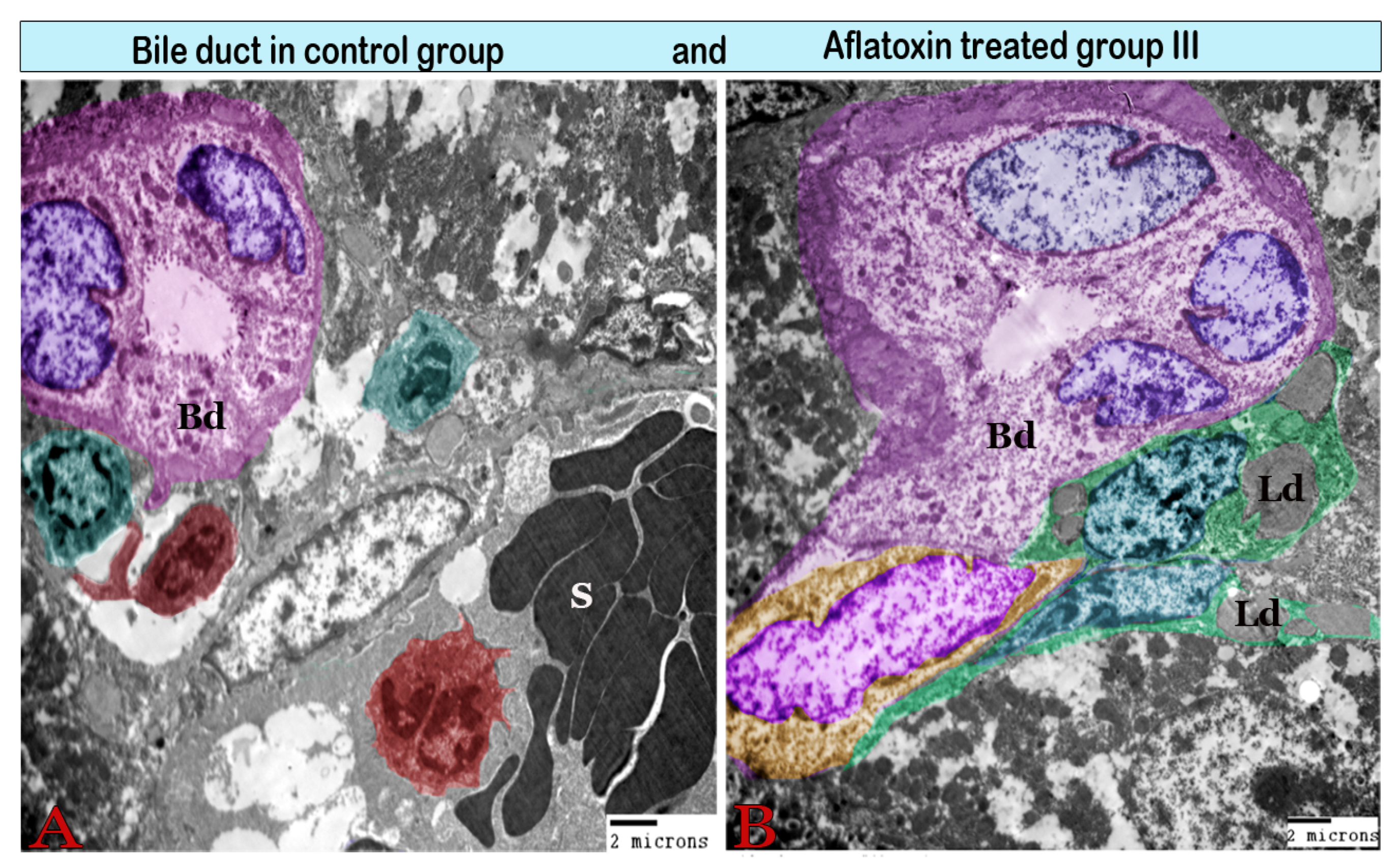 Animals 11 00509 g009 Animals 11 00509 g009