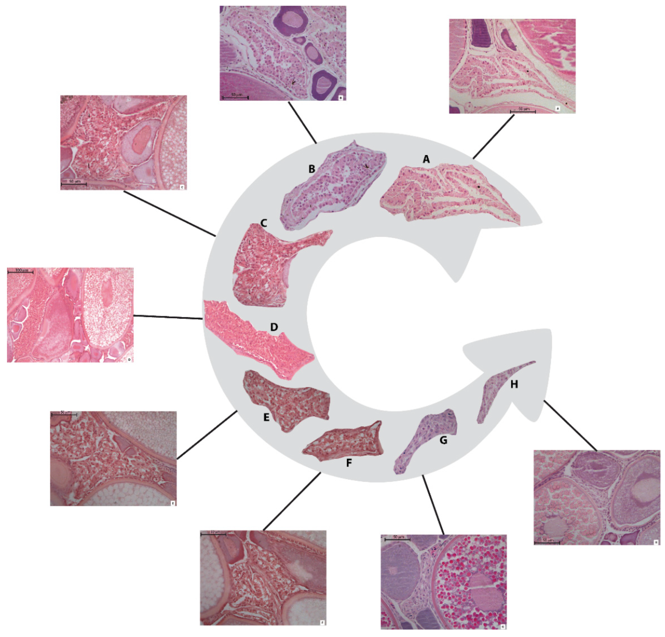 Animals 11 00529 g003 Animals 11 00529 g003