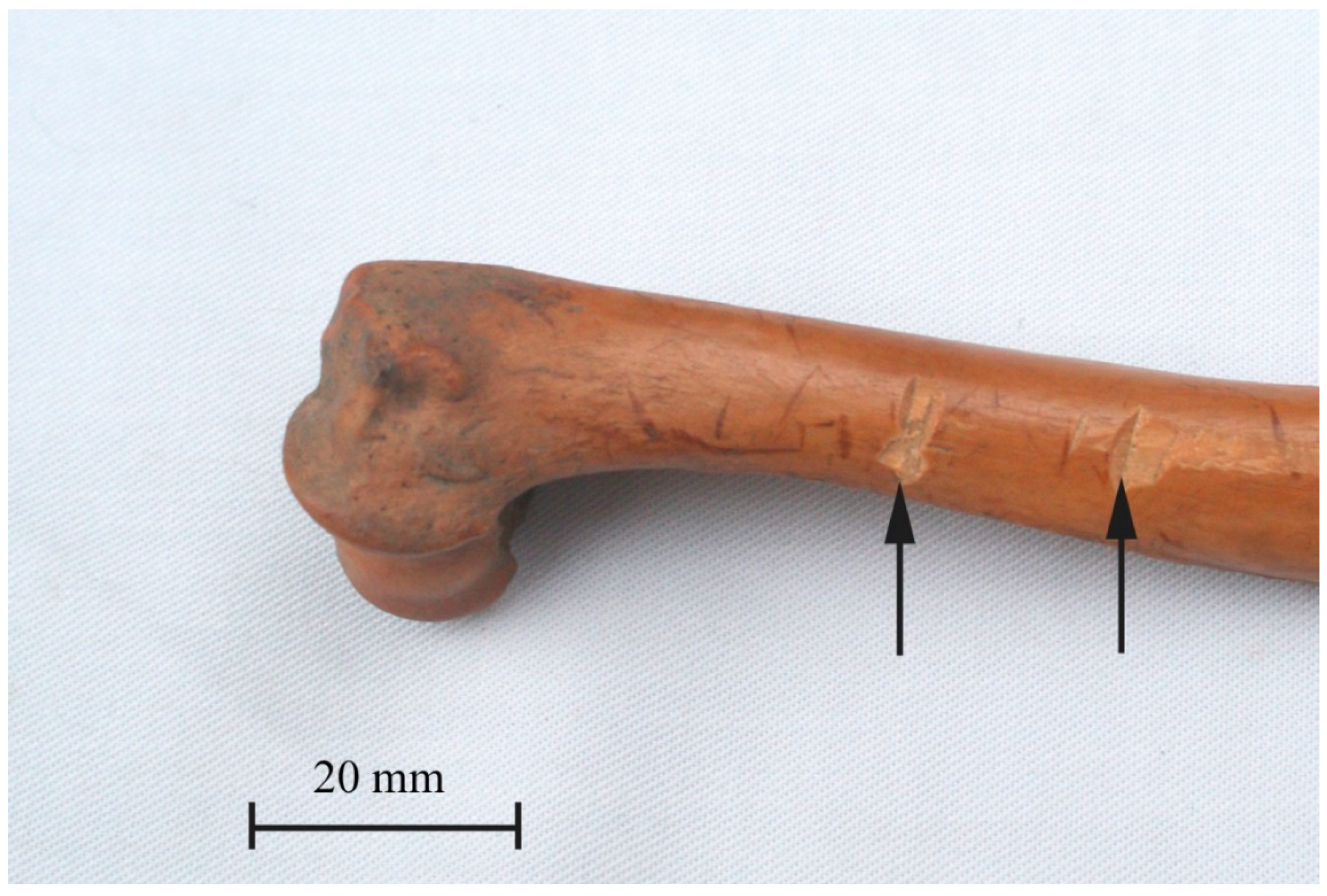 Animals 11 00543 g005 Animals 11 00543 g005