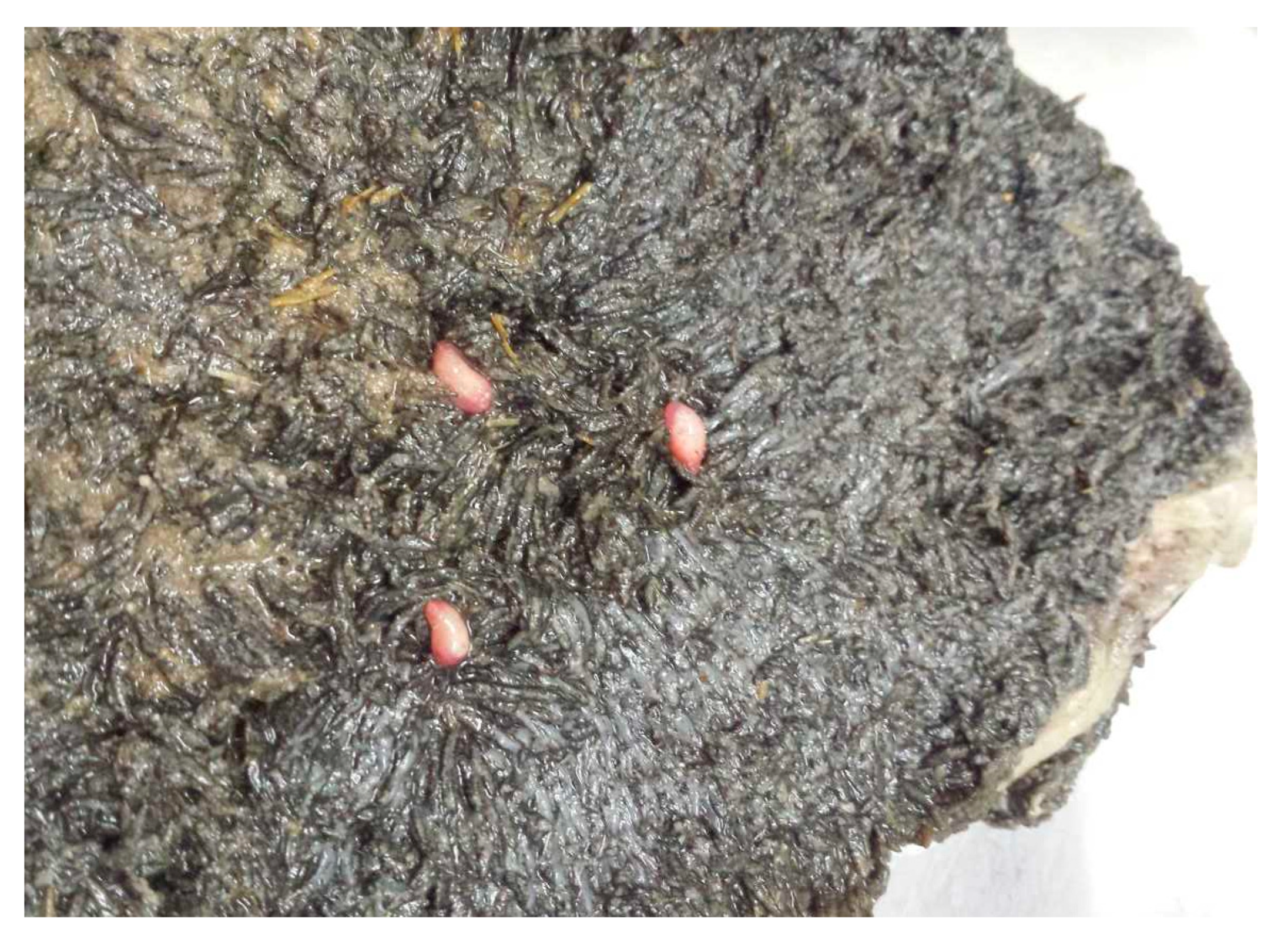 Animals 11 00549 g006