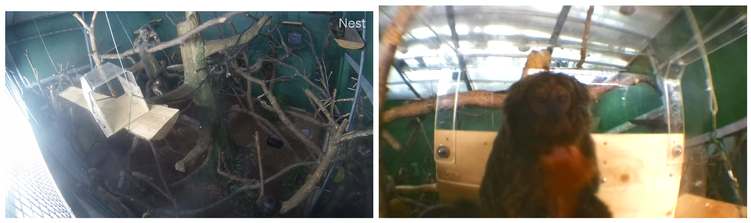 Animals 11 00557 g002