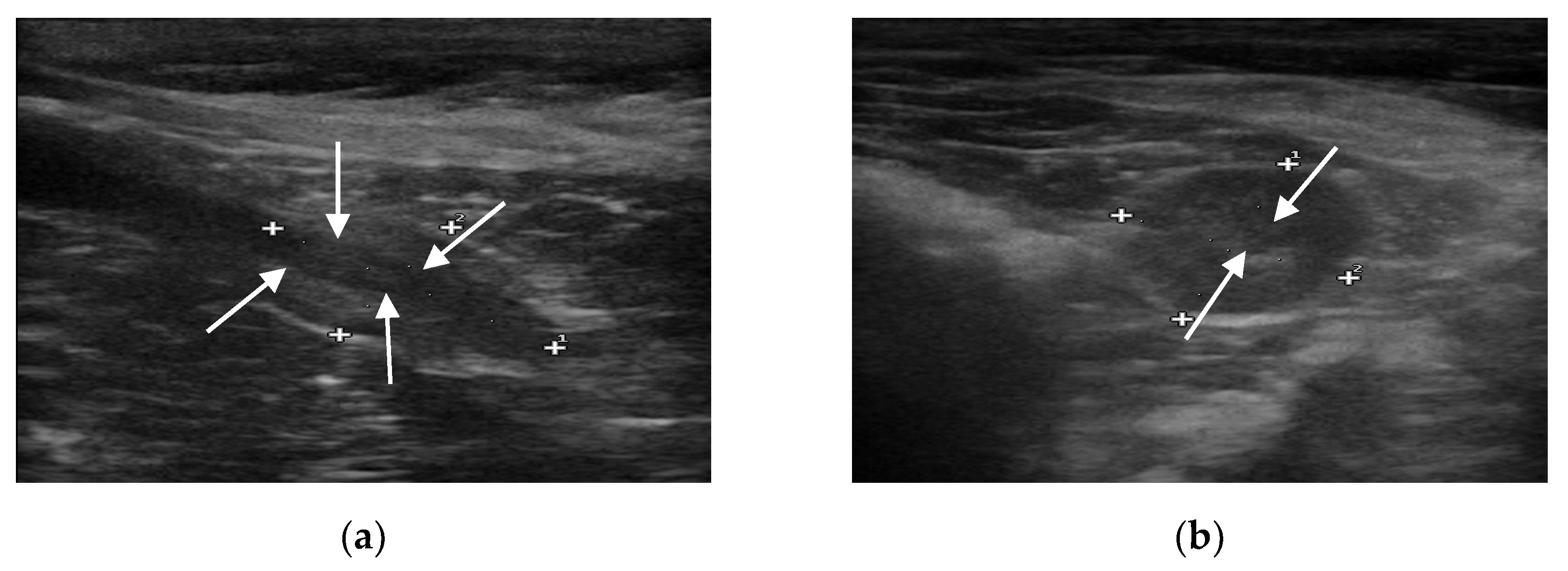 Animals 11 00559 g001