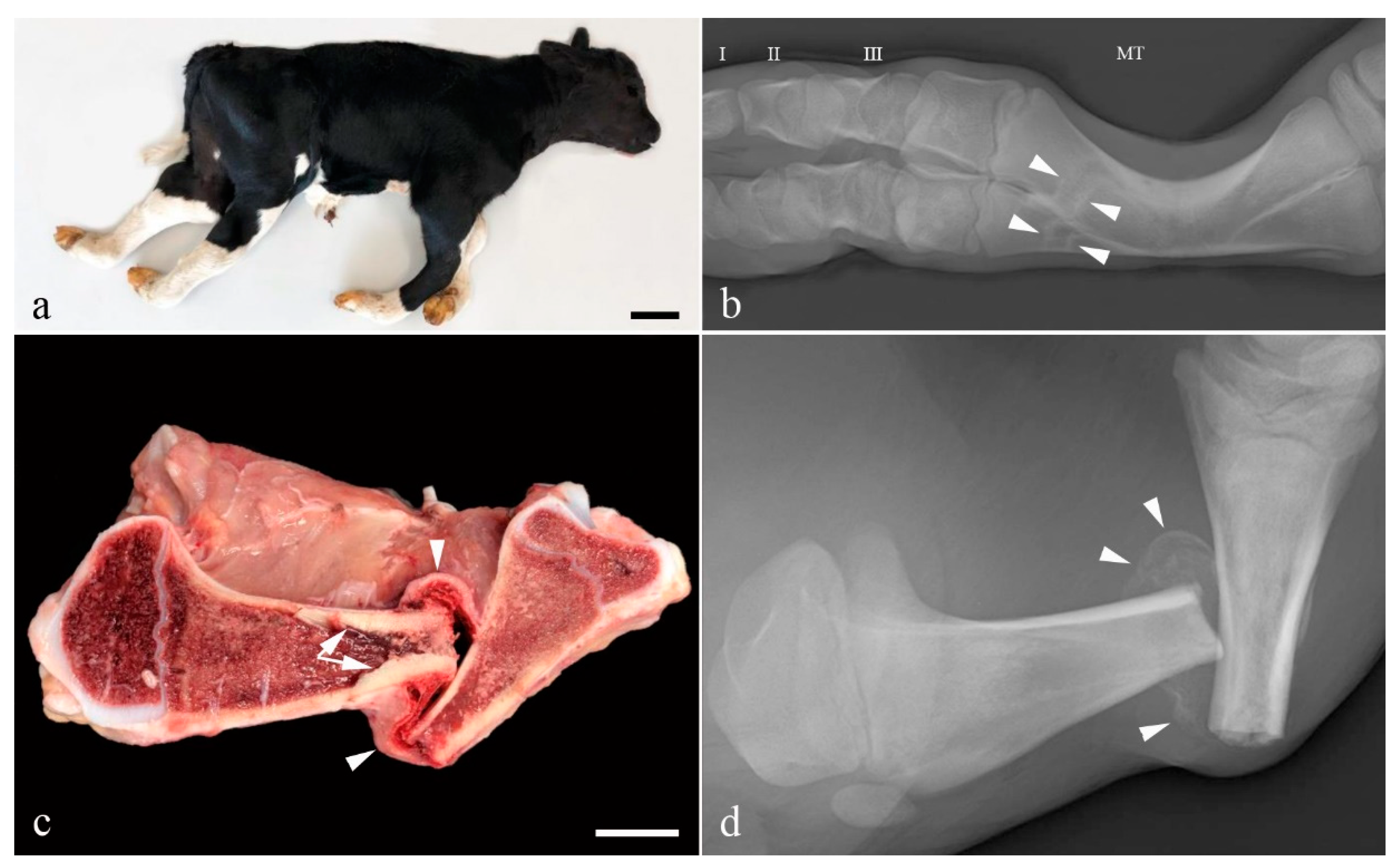 Animals 11 00561 g001 Animals 11 00561 g001