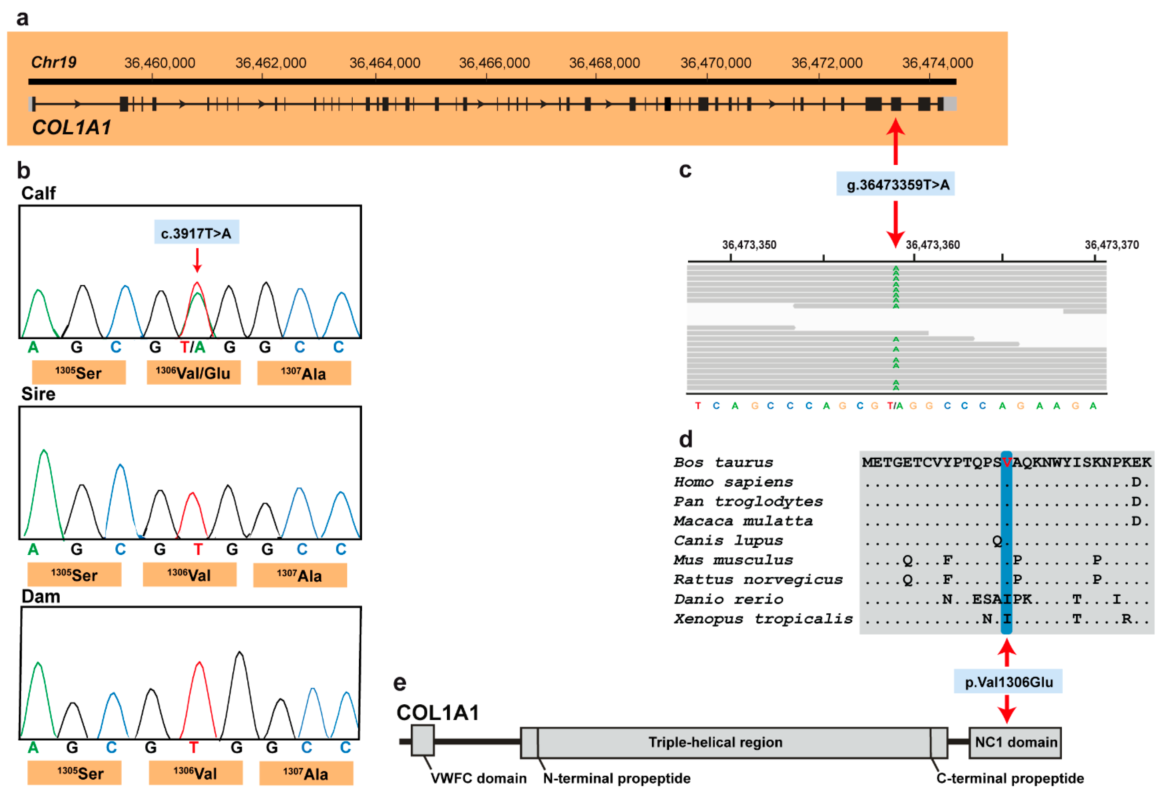 Animals 11 00561 g003 Animals 11 00561 g003