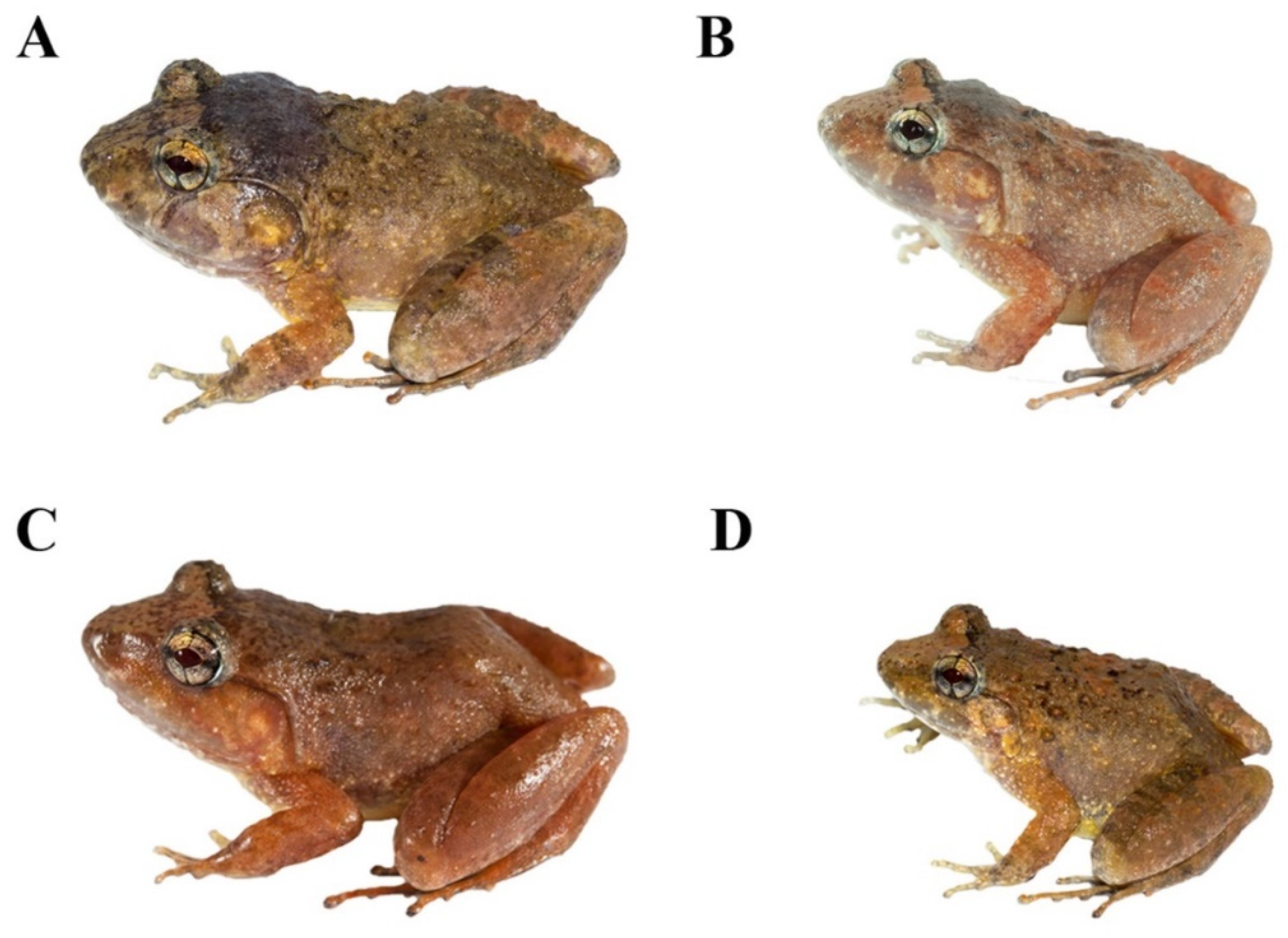 Animals | Free Full-Text | A New Limnonectes (Anura: Dicroglossidae) from Southern Thailand Animals | Free Full-Text | A New Limnonectes (Anura: Dicroglossidae) from Southern Thailand