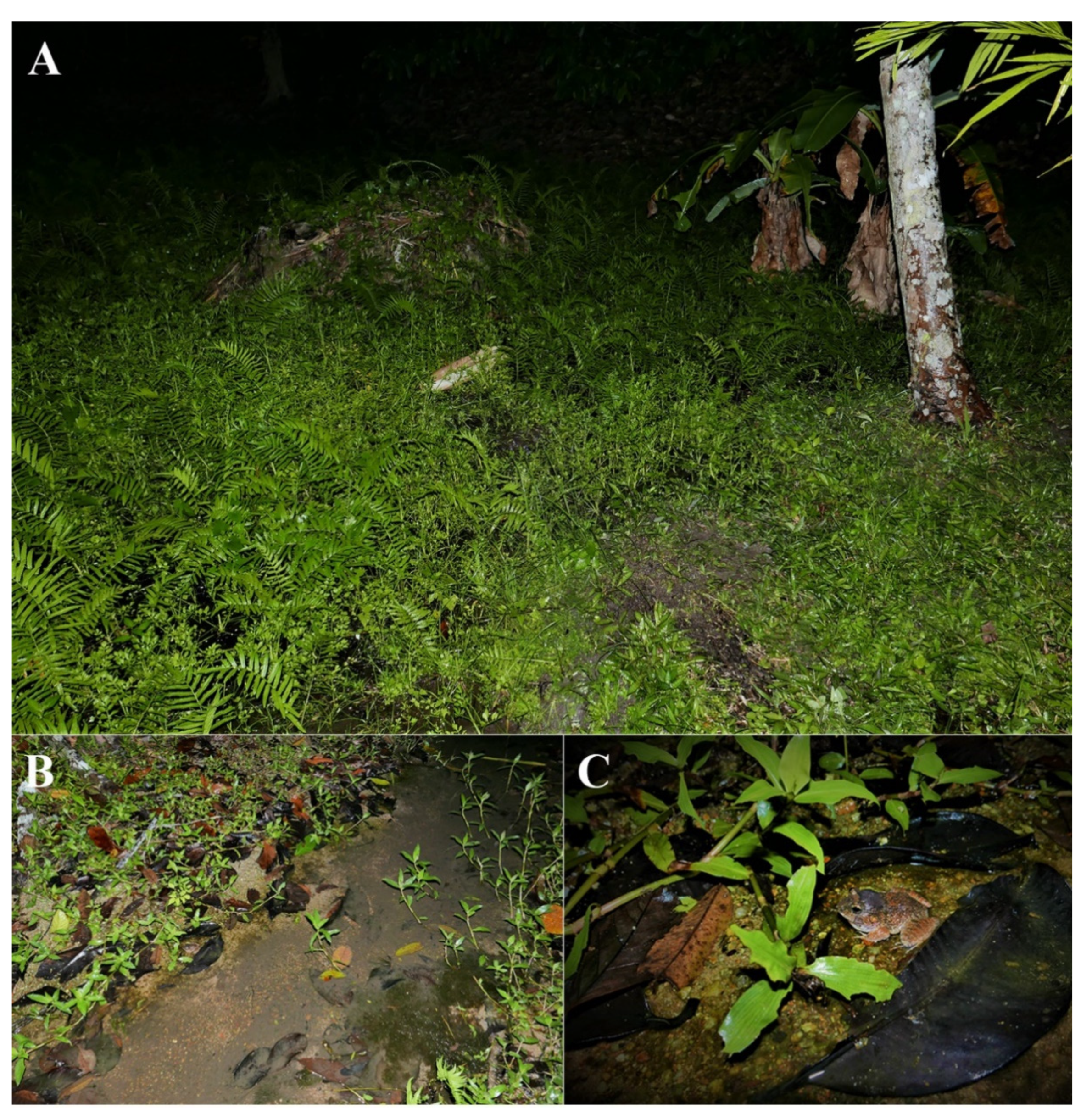 Animals 11 00566 g010 Animals 11 00566 g010