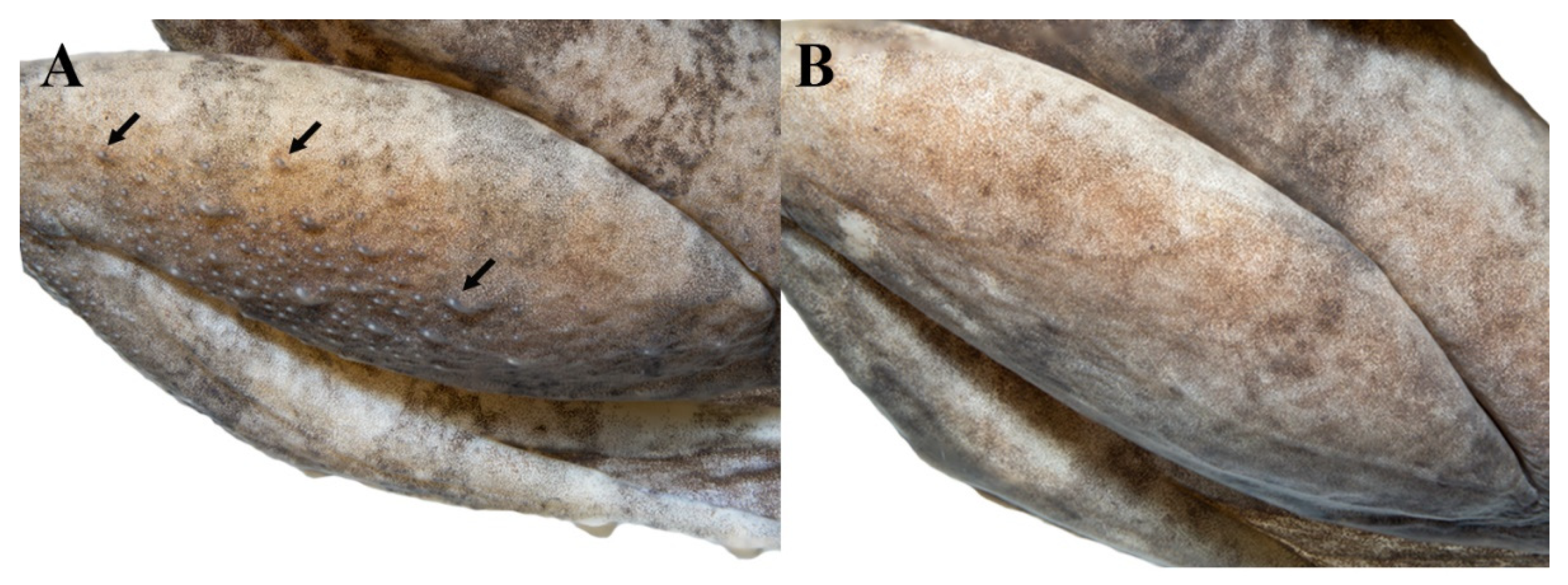 Animals 11 00566 g013 Animals 11 00566 g013