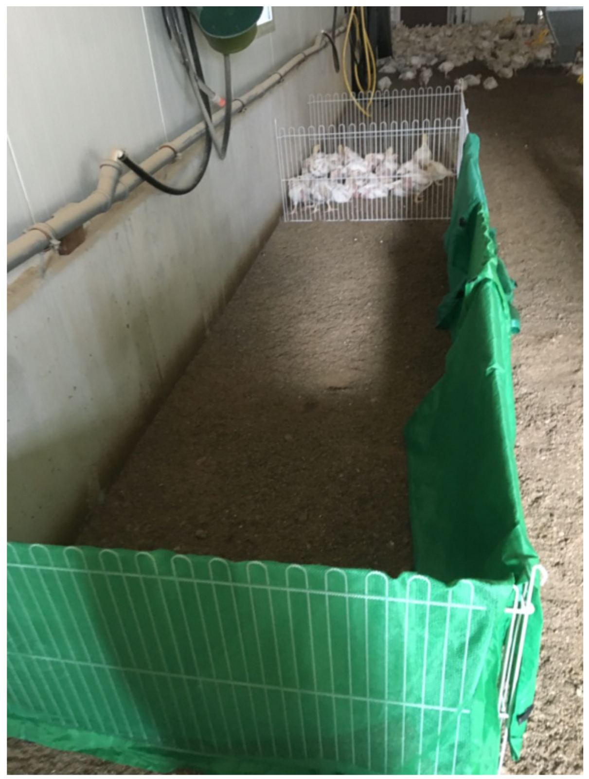 Animals 11 00568 g001