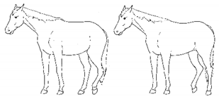 Animals 11 00580 i002