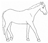 Animals 11 00580 i003