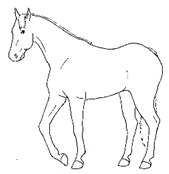 Animals 11 00580 i004