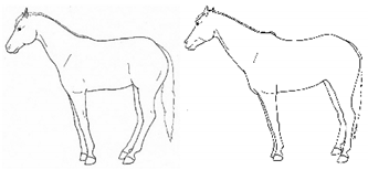 Animals 11 00580 i006