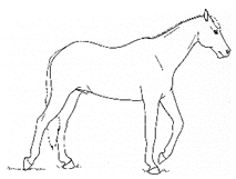 Animals 11 00580 i007