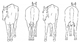 Animals 11 00580 i009