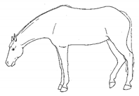 Animals 11 00580 i010