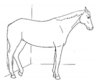 Animals 11 00580 i012