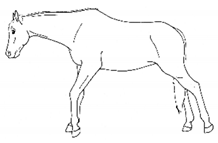 Animals 11 00580 i016