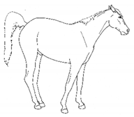 Animals 11 00580 i017