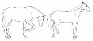 Animals 11 00580 i019