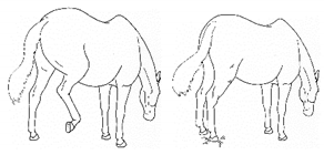 Animals 11 00580 i021