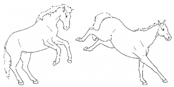 Animals 11 00580 i024