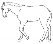 Animals 11 00580 i026