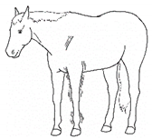 Animals 11 00580 i027