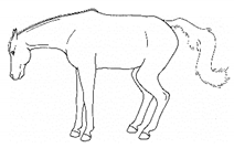 Animals 11 00580 i028