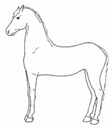 Animals 11 00580 i029