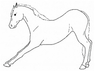 Animals 11 00580 i030