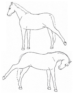 Animals 11 00580 i031