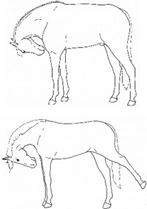 Animals 11 00580 i032