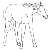 Animals 11 00580 i033